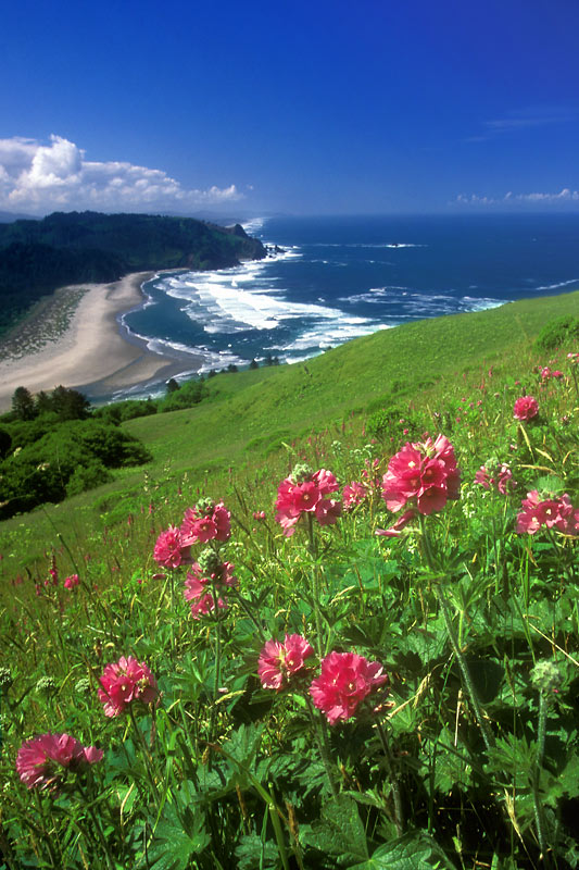 Cascade Head