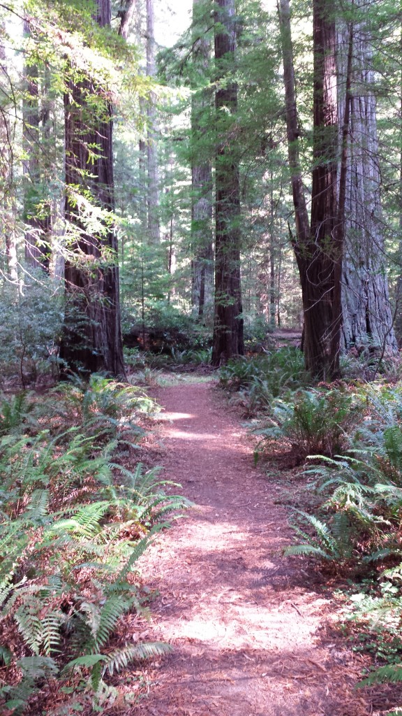 bullcreektrail_redwoods